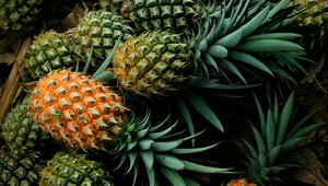 Piñas para Argentina: productores se preparan para exportar (y las gestiones están avanzadas)
