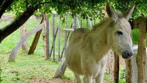 Burro pateó y mató a un niño de 3 años, según la mamá