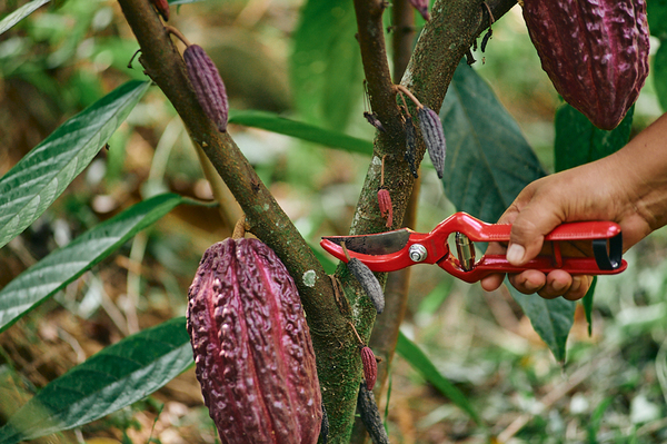 México consume 700 gramos de chocolate per cápita al año, según un informe - MarketData
