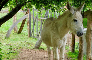 Niño de 3 años murió tras ser pateado por un burro - Noticiero Paraguay