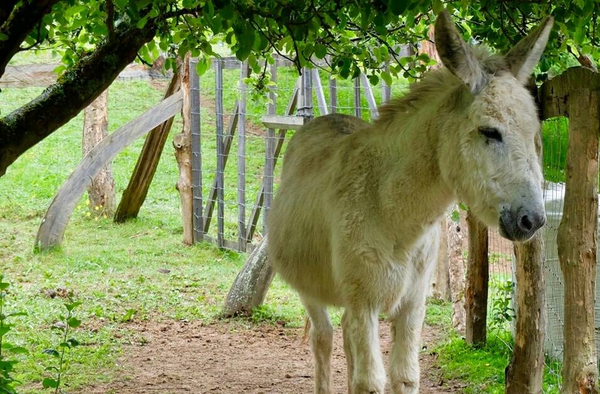 Niño de 3 años murió tras ser pateado por un burro - Noticiero Paraguay