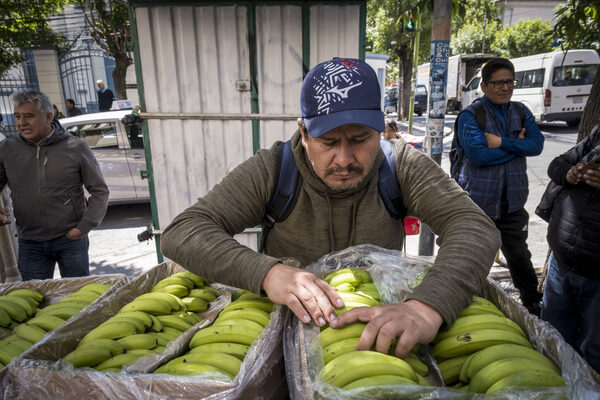 Bananeros de Bolivia exigen a Argentina el pago de una deuda de 12 millones de dólares - MarketData