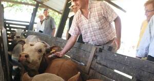 La Nación / Establecen periodos de vacunación contra la fiebre aftosa y brucelosis bovina para el 2024