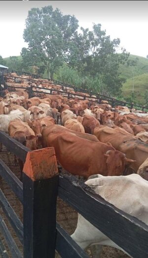 Establecen periodos de vacunación contra la fiebre aftosa y brucelosis bovina para el 2024
