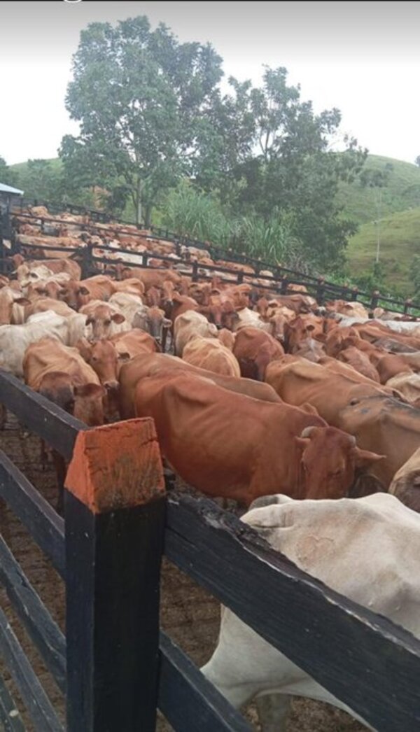 Establecen periodos de vacunación contra la fiebre aftosa y brucelosis bovina para el 2024
