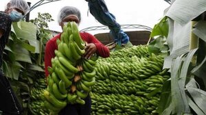 Bananeros bolivianos protestan en la Embajada de Argentina porque no les pagan deuda millonaria