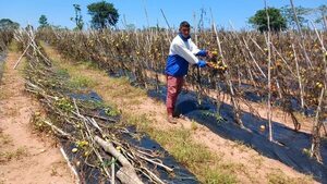 Fuertes temporales acabaron con la cosecha frutihortícola de este año  - Nacionales - ABC Color