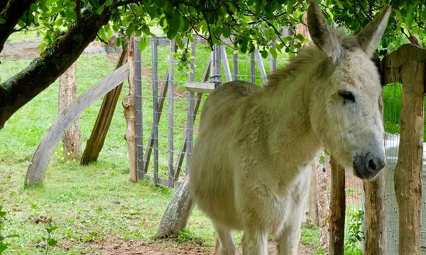 Un burro pateó y mató a un niño de 3 años, según la mamá