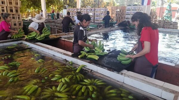 Bananeros se manifestarán esta mañana frente a la Embajada de Argentina - Nacionales - ABC Color