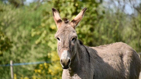 Patada de un burro provoca muerte de un niño de 3 años en Guairá