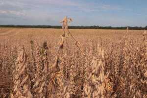 Paraguay pide al FMI unos 400 millones de d贸lares para mitigar la crisis clim谩tica - Revista PLUS