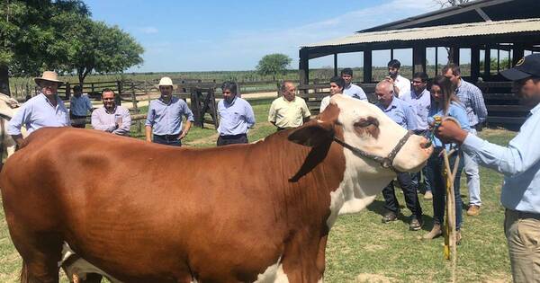La Nación / Genética bovina nacional avanza y se codea con animales de Argentina o Brasil, destacan