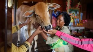 Diario HOY | Se casó con una vaca, cree que es su esposo: “Me besó como él lo hacía”