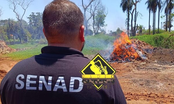 Destruyen casi 1.500 kilos de marihuana