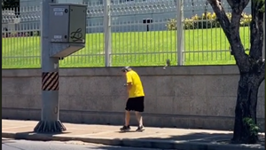 Picotazo de un pájaro a peatón sobre avenida España es viral: ¿Por qué motivo atacan?