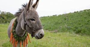 La Nación / Muerte de niño por patada de burro pudo ser evitada por los padres, afirmó médico