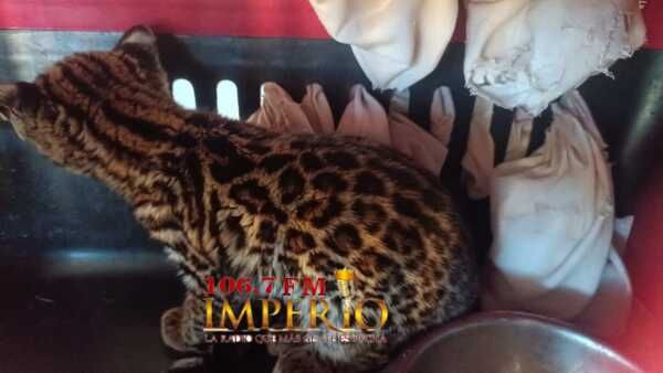 Hallan en el barrio Bernardino Caballero un tiríca - Radio Imperio 106.7 FM