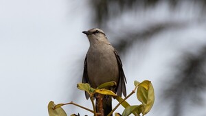 Calandria, el pájaro de los picotazos sobre la avenida España