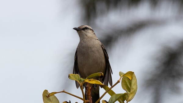 Calandria, el pájaro de los picotazos sobre la avenida España