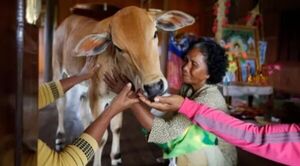 Se casó con una vaca, cree que es su esposo: “Me besó como él lo hacía”