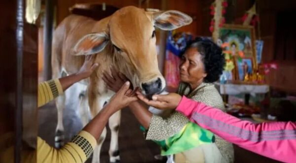 Se casó con una vaca, cree que es su esposo: “Me besó como él lo hacía”