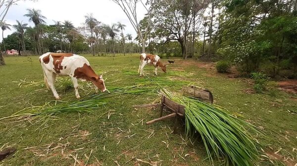 Abigeos hurtan dos animales vacunos a una mujer en Carapeguá - Nacionales - ABC Color
