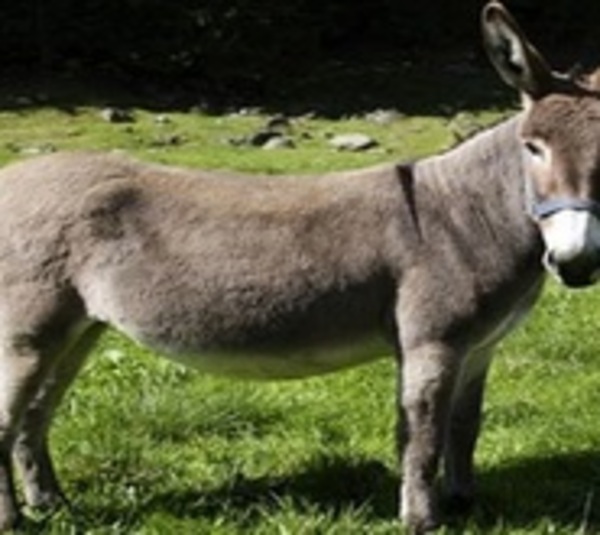 Patada de un burro provoca el deceso de un niño en Guairá - Paraguay.com