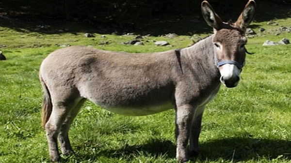 ¡Lamentable! Patada de un burro provoca el deceso de un niño en Guairá - Noticias Paraguay