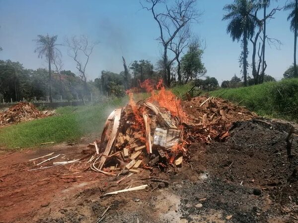 Destruyen 1.450 kilos de marihuana prensada en Minga Guazú - ABC en el Este - ABC Color