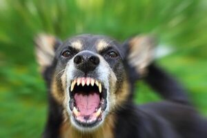 Vuelta de Esgaib define control a perros peligrosos - Política - ABC Color