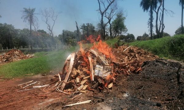 Destruyen 1.450 kilos de marihuana prensada que fueron incautados en Minga Guazú – Diario TNPRESS