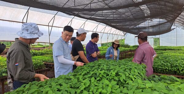 Expertos del Instituto de Jardines y Arboretos de Corea visitaron los Centros de Formación en Alto Paraná e Itapúa