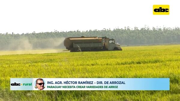 Video: Paraguay necesita crear variedades de arroz - ABC Rural - ABC Color