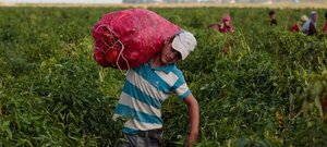 Diario HOY | Buscan erradicar trabajo forzoso e infantil en el campo