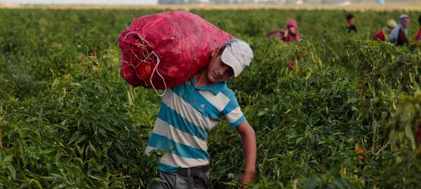 Diario HOY | Buscan erradicar trabajo forzoso e infantil en el campo