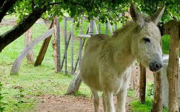 Autopsia reveló que no fue patada de burro que mató a niño de 3 años y padrastro está prófugo