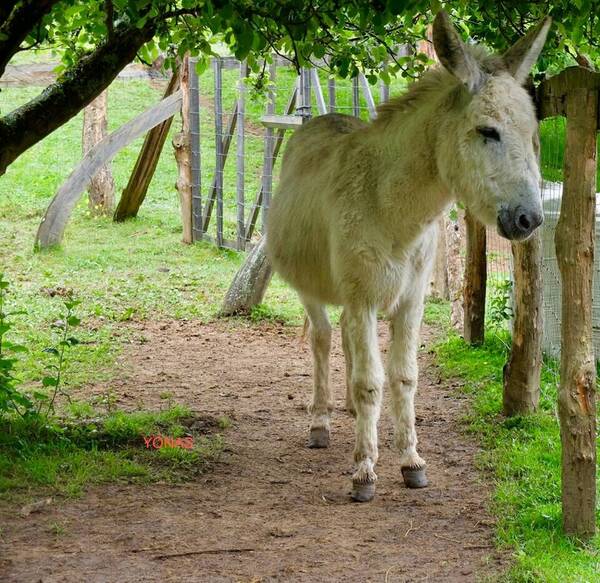 Autopsia revelaría otra cosa: "Mi nieto no murió por una patada de burro"