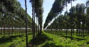 La Nación / Existe alto potencial para inversión en plantaciones forestales en Paraguay, aseguran