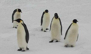 El pingüino emperador en la Antártica, en peligro de extinción, por la reducción del hielo – Prensa 5