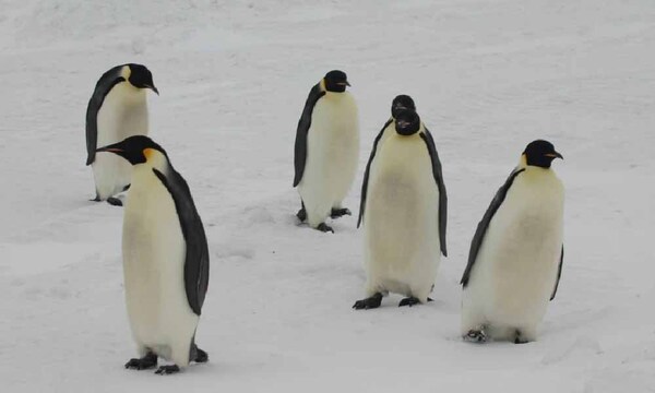 El pingüino emperador en la Antártica, en peligro de extinción, por la reducción del hielo – Prensa 5