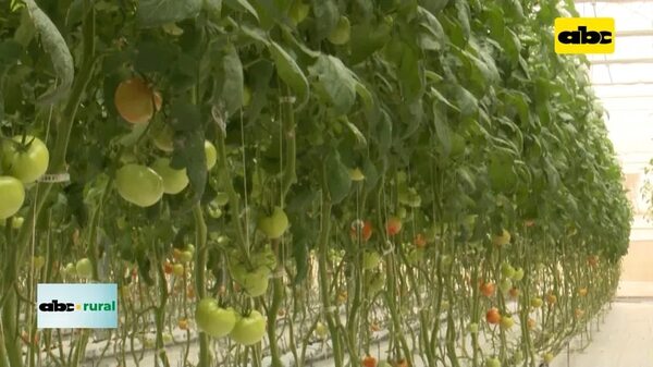 Video: barreras físicas para invernaderos contra plagas y enfermedades - ABC Rural - ABC Color