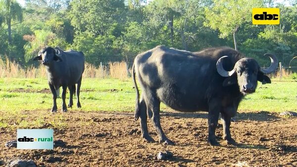Video: cría de búfalos en Paraguay y sus interesantes ventajas - ABC Rural - ABC Color