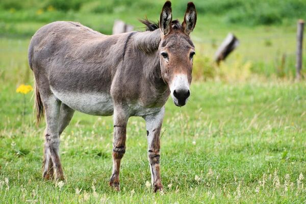 Diario HOY | No fue el burro: autopsia revela que niño no murió por la patada del animal