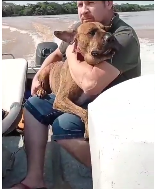 (VIDEO). ¡Directo al paraíso! Así salvaron a un perrito mordido por una víbora en Ayolas