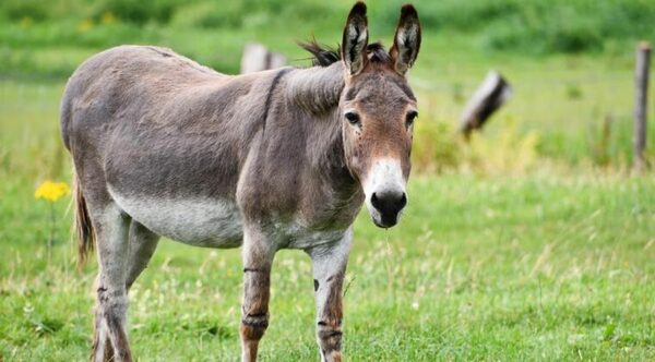 No fue el burro: autopsia revela que niño no murió por la patada del animal - Noticiero Paraguay