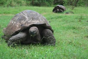 Las tortugas gigantes de la isla más poblada de las Galápagos, afectadas por el plástico - MarketData