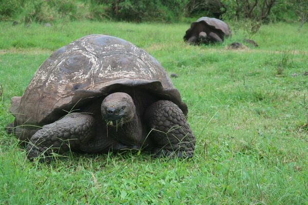 Las tortugas gigantes de la isla más poblada de las Galápagos, afectadas por el plástico - MarketData