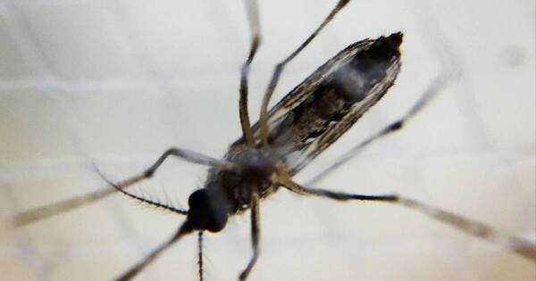 La Nación / San Pedro: reportan aumento significativo de casos de dengue