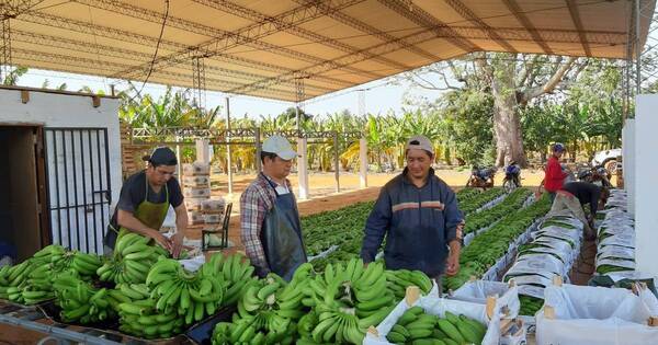 La Nación / Bananeros esperan que intermediación de embajada argentina sea positiva