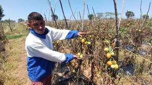 Paraguay tiene demanda de 180.000 kilos de tomate por día, asegura el MAG  - Economía - ABC Color